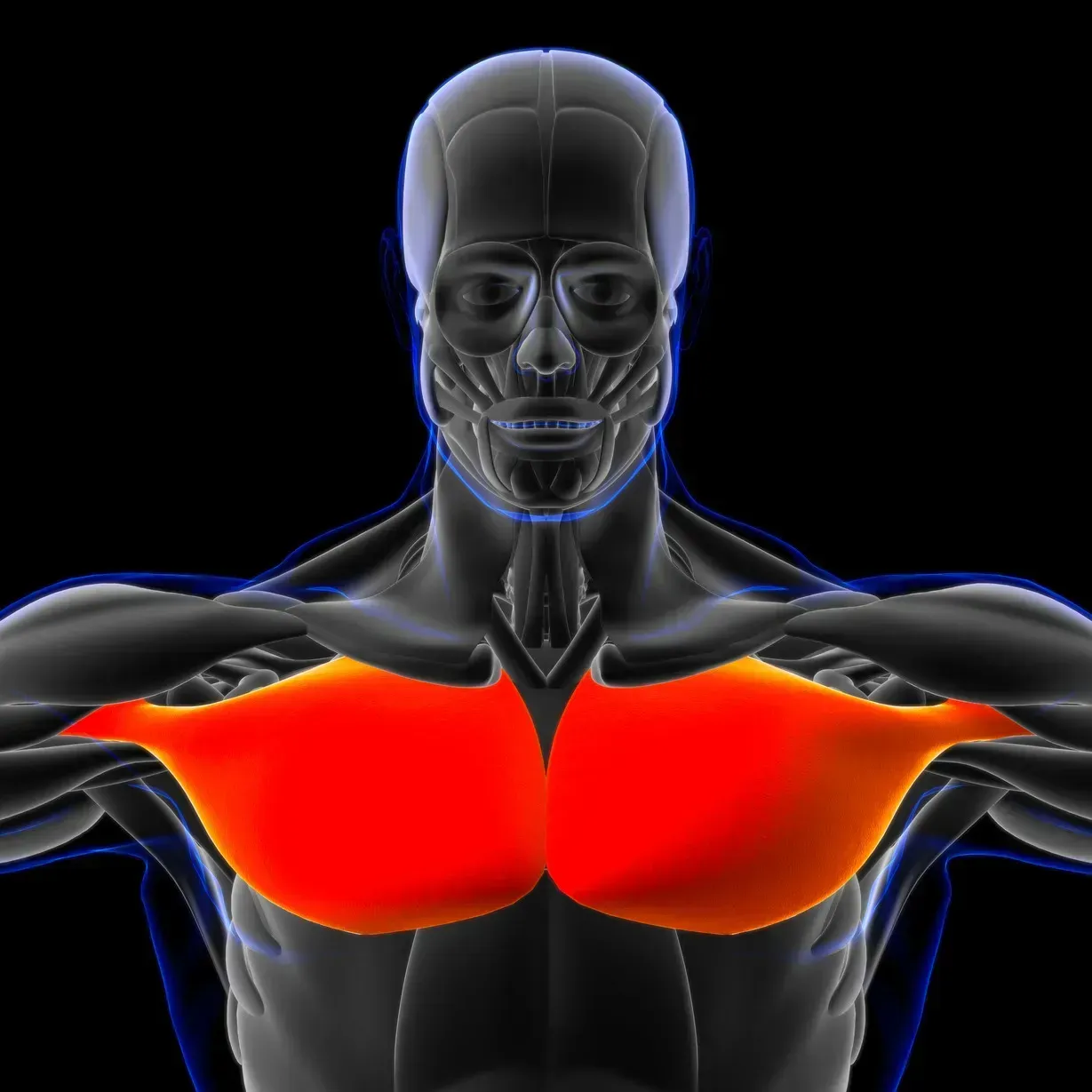 pectoralis